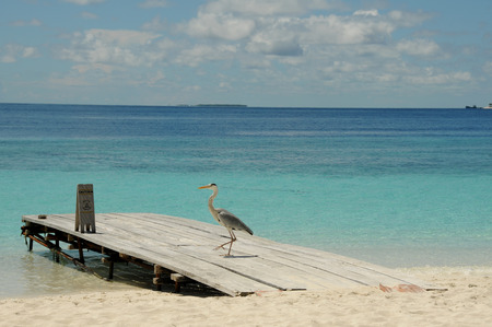 Grey Heron or tropical bird stands on stunning beach sands in the Maldivesの写真素材
