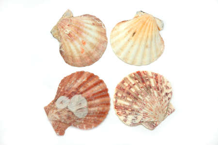 Four shells on white background