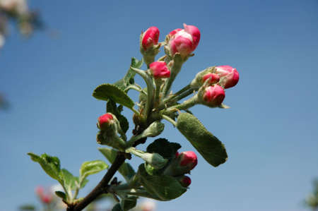 Apple blossomの写真素材