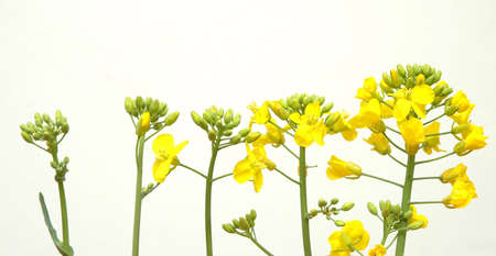 rape in the phase of the bloomの写真素材