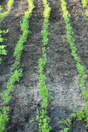 Young carrot in rows on farmの写真素材