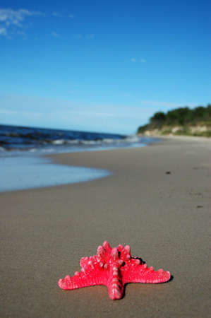 Starfish on sandy beachの写真素材
