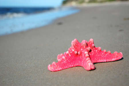 Starfish on sandy beachの写真素材