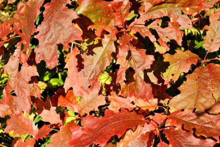 autumn leaves - leaves of maple tree