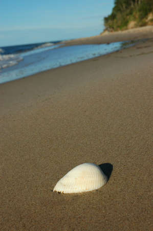 Sandy beach with beautiful shell