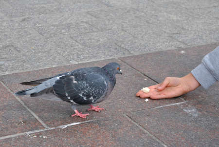 Feeding the pigeons on the market in the cityの写真素材