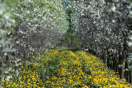 Blooming orchard of apples trees-selected focusの写真素材