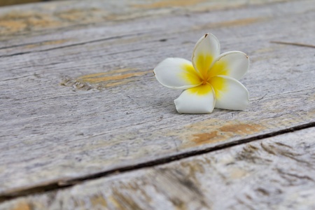 White flower on woodの写真素材