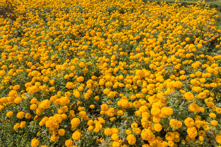 Yellow marigold gardenの写真素材