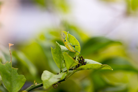 Yellow bug on the orange treeの写真素材
