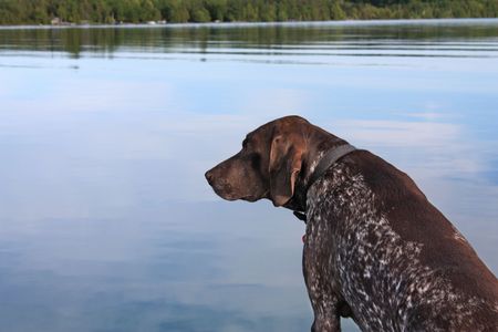 Dog Looking At A Lakeの写真素材