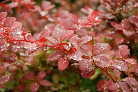 branch of a bush with water drops on pink leavesの写真素材