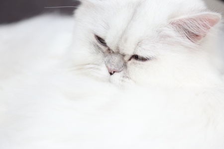 Face of Cat Sleepingの写真素材