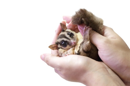 Cute Sugar Glider in Handsの写真素材