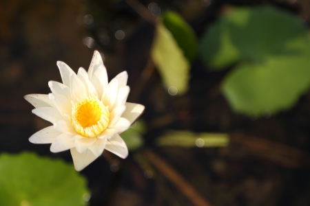 White Lotus in Pondの写真素材