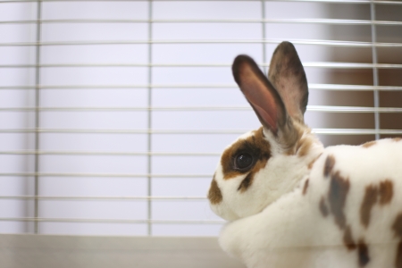 White Rabbit with Brown Spot in Animal Cageの写真素材