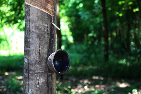 The Bowl for Liquid from Rubber Treeの写真素材