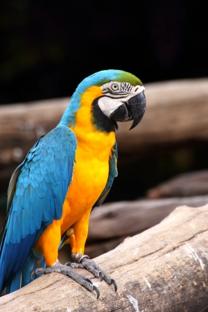 Blue and Gold Macaw Perch on the Branchの写真素材