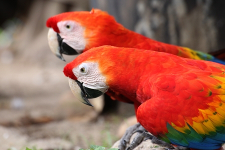 Two Red Macaws Perch on the Branchの写真素材