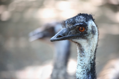 Picture of Emu Portraitの写真素材