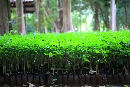 Group of Young Treeの写真素材