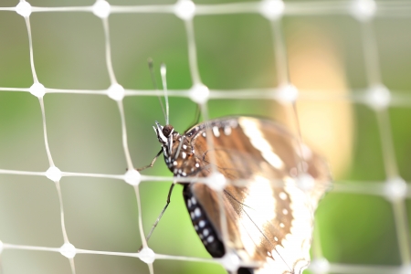 Brown Butterfly Hanging at Plastic Netの写真素材