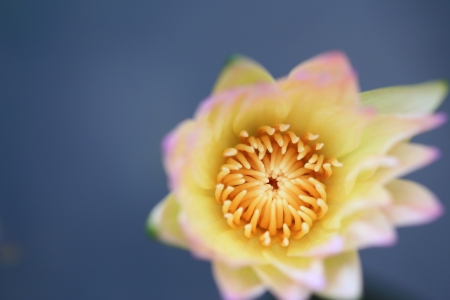 Macro Picture of Water Lilly in Pondの写真素材