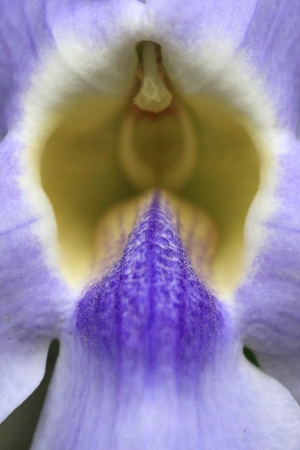 Macro Picture of Orchidの写真素材