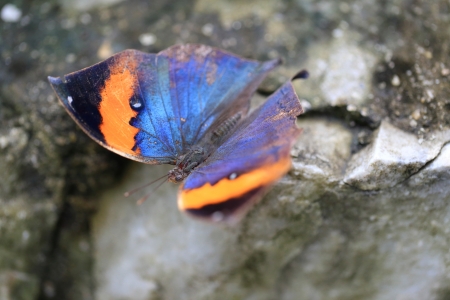 Oakleaf Butterfly on The Rockの写真素材