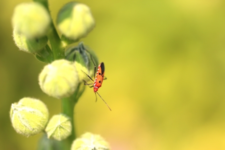 Small Orange Firebug in Nature