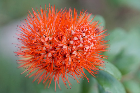 The macro shot of the red spike flower.の写真素材