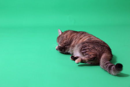 The young tabby cat on the green screen.の写真素材