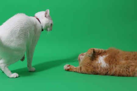 Two cats are playing on the green screen.