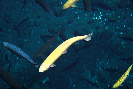 The yellow carp fish swimming in the clear water.の写真素材