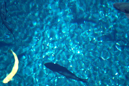 The yellow carp fish swimming in the clear water.