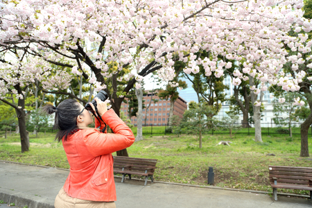 The Asian woman taking photo of the sakura treesの写真素材