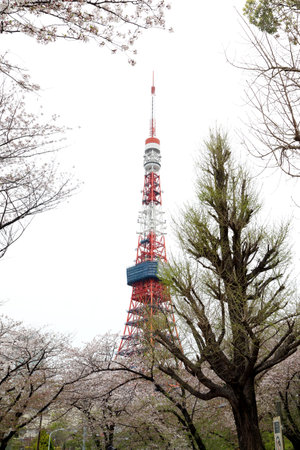 Tokyo, Japan - April 12, 2019: Tokyo tower the landmark of Japan located at Tokyo, Japan.のeditorial素材