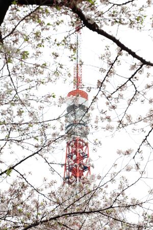Tokyo, Japan - April 12, 2019: Tokyo tower the landmark of Japan located at Tokyo, Japan.のeditorial素材