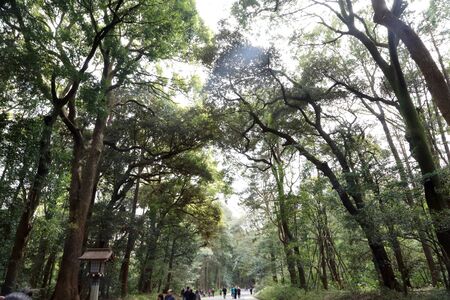 Tokyo, Japan - April 12, 2019: The tourist walking belongs the walk path to the Meiji Jingu shrine, Japan.のeditorial素材