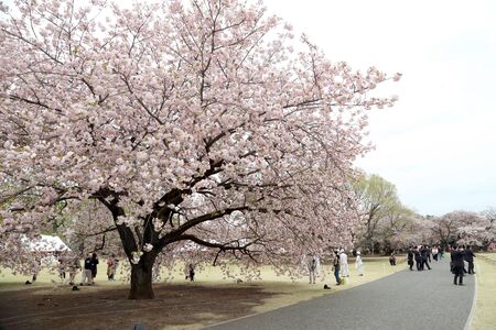 Tokyo, Japan - April 12, 2019: Many tourists visit to Shinjuku Gyoen National Garden for seeing the cherry blossom trees, Japanのeditorial素材