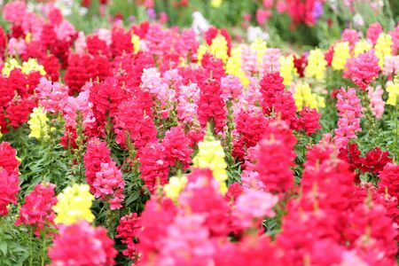 The beatiful red and pink snapdragon in the garden.の写真素材