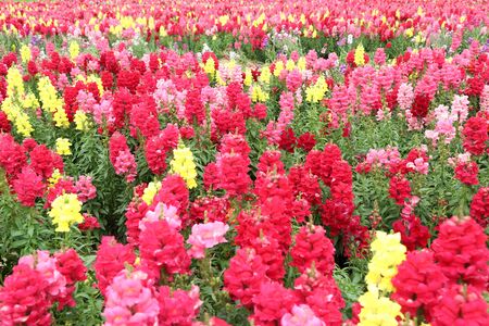 The beatiful red and pink snapdragon in the garden.の写真素材
