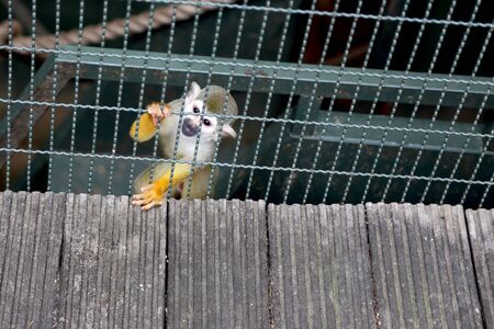 The squirrel monkey in the zoo's cage.