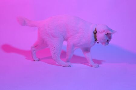The white cat in the color gel light,の写真素材