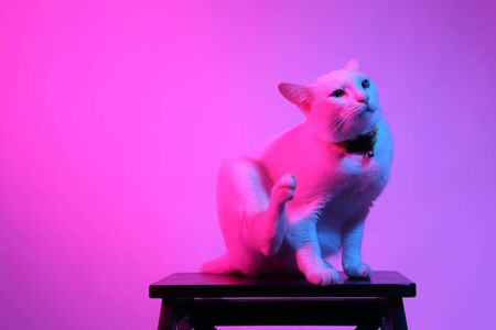 The white cat in the color gel light,