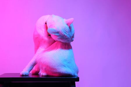 The white cat in the color gel light,の写真素材