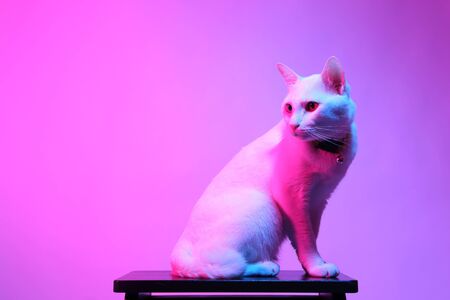 The white cat in the color gel light,の写真素材