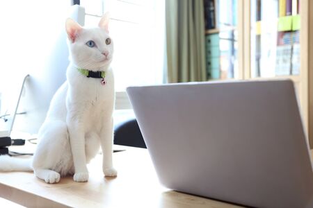 The young odd eyes cat on the desk.