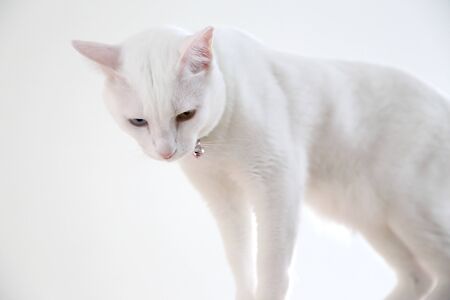 The odd eyes cat on the white background.の写真素材