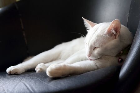 The odd eyes white cat lying on the chair.